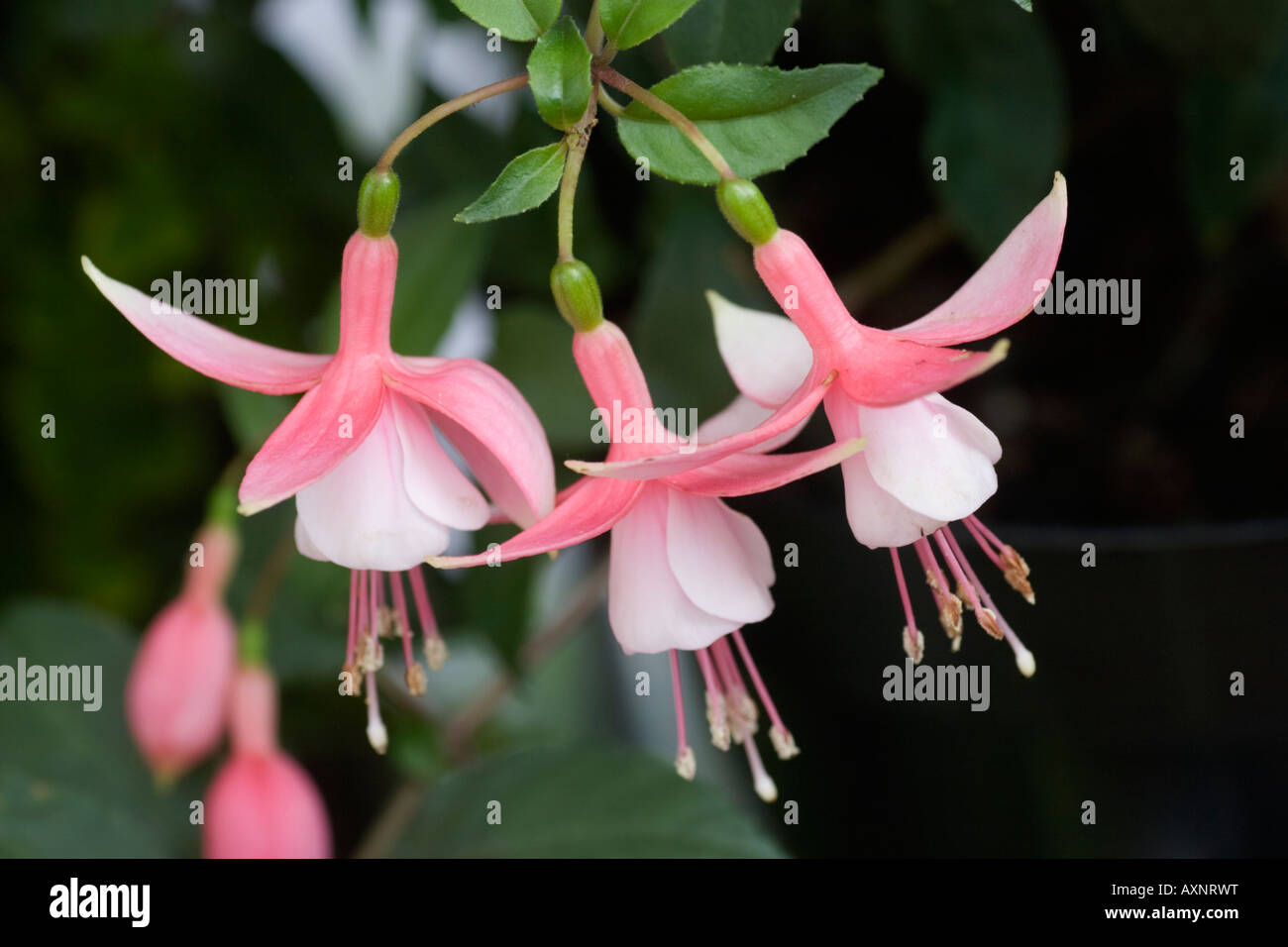 Fuchsia "Alan Titchmarsh" flowers Stock Photo
