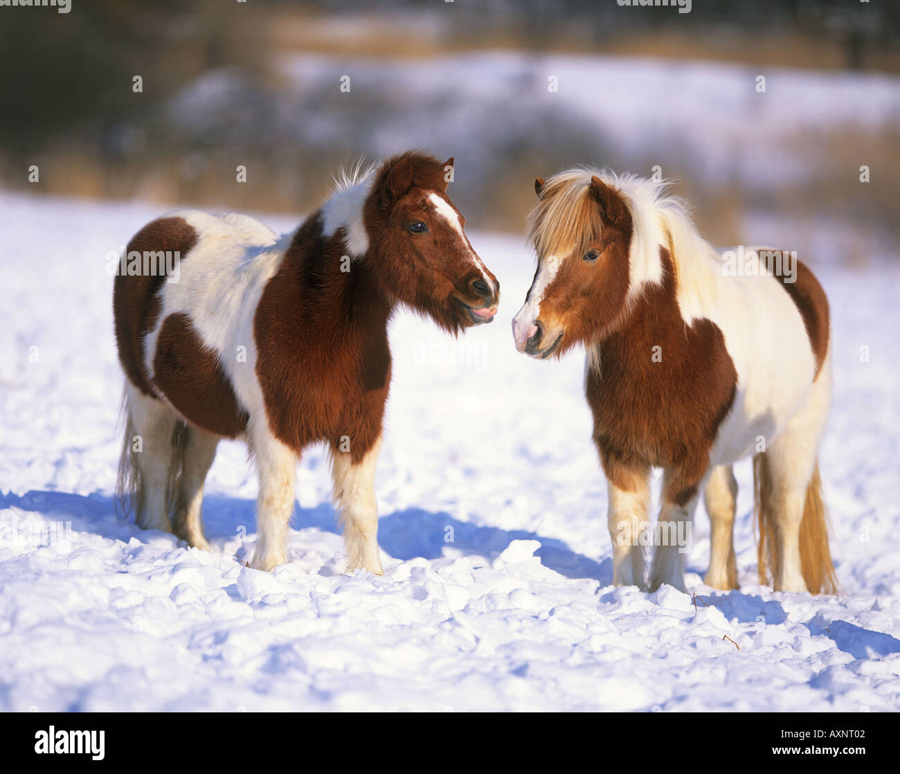 Shetties hi-res stock photography and images - Alamy