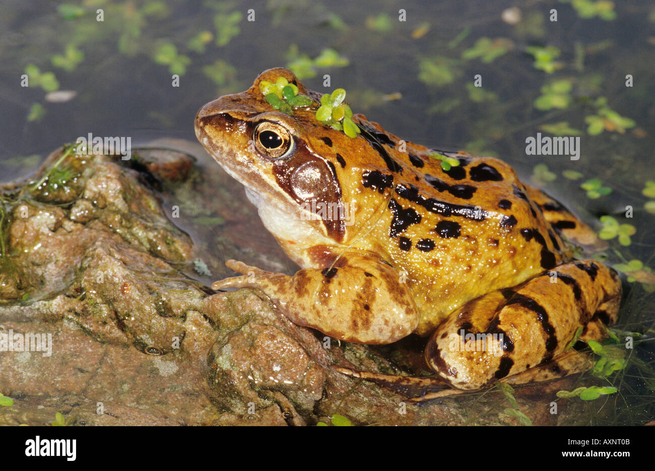 common frog in water Stock Photo Alamy