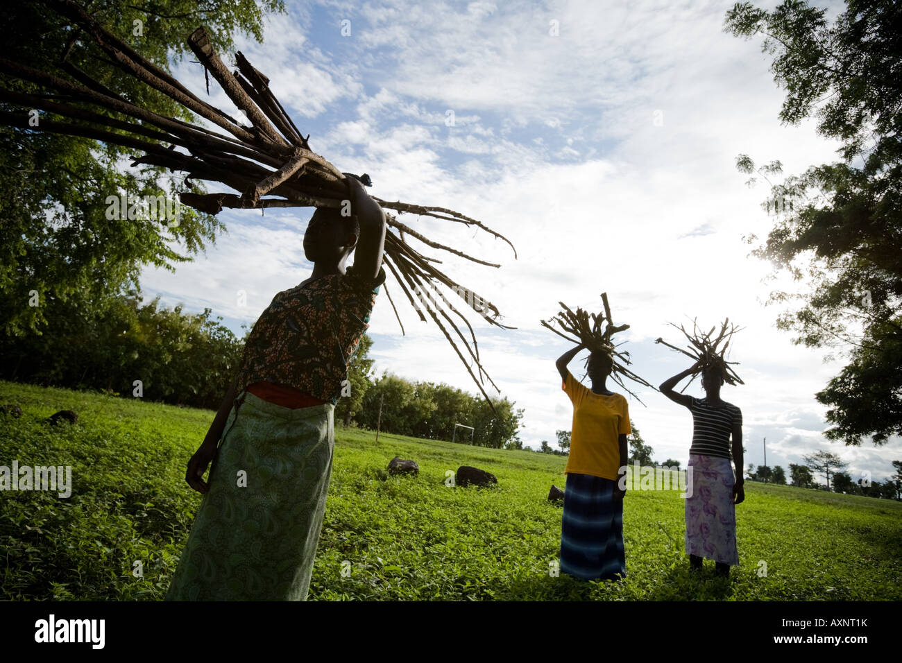 Girls carry firewood on their heads, Ghana, Africa Stock Photo