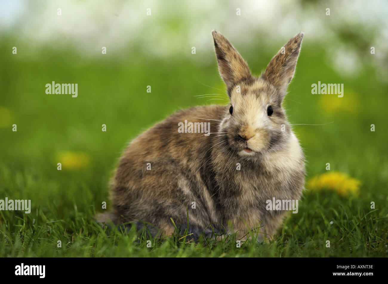 Tricolored pygmy rabbit on a meadow Stock Photo - Alamy