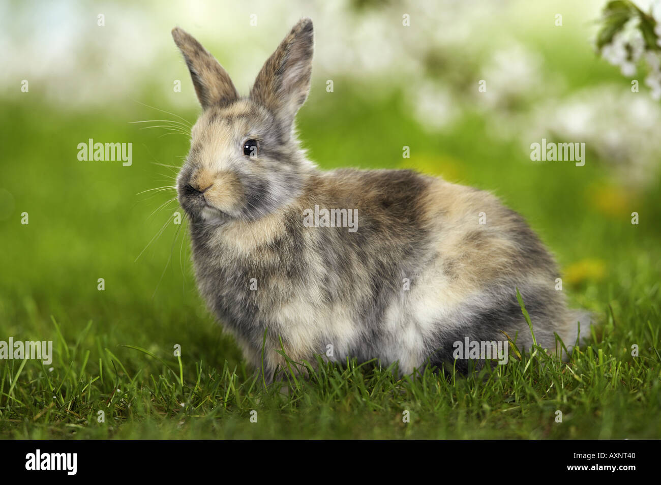 tricolored pygmy rabbit in grass Stock Photo - Alamy