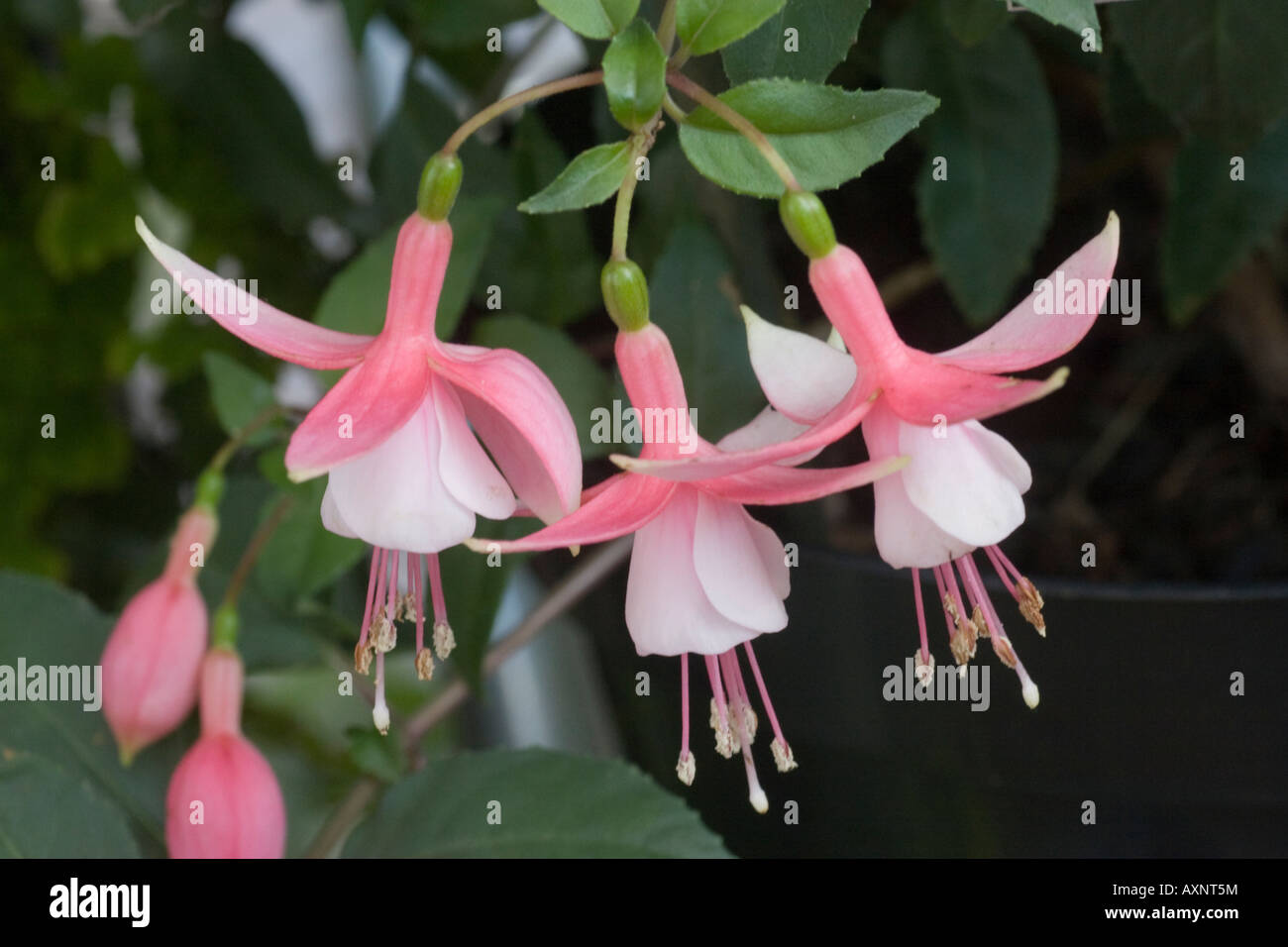 Fuchsia "Alan Titchmarsh" flowers Stock Photo