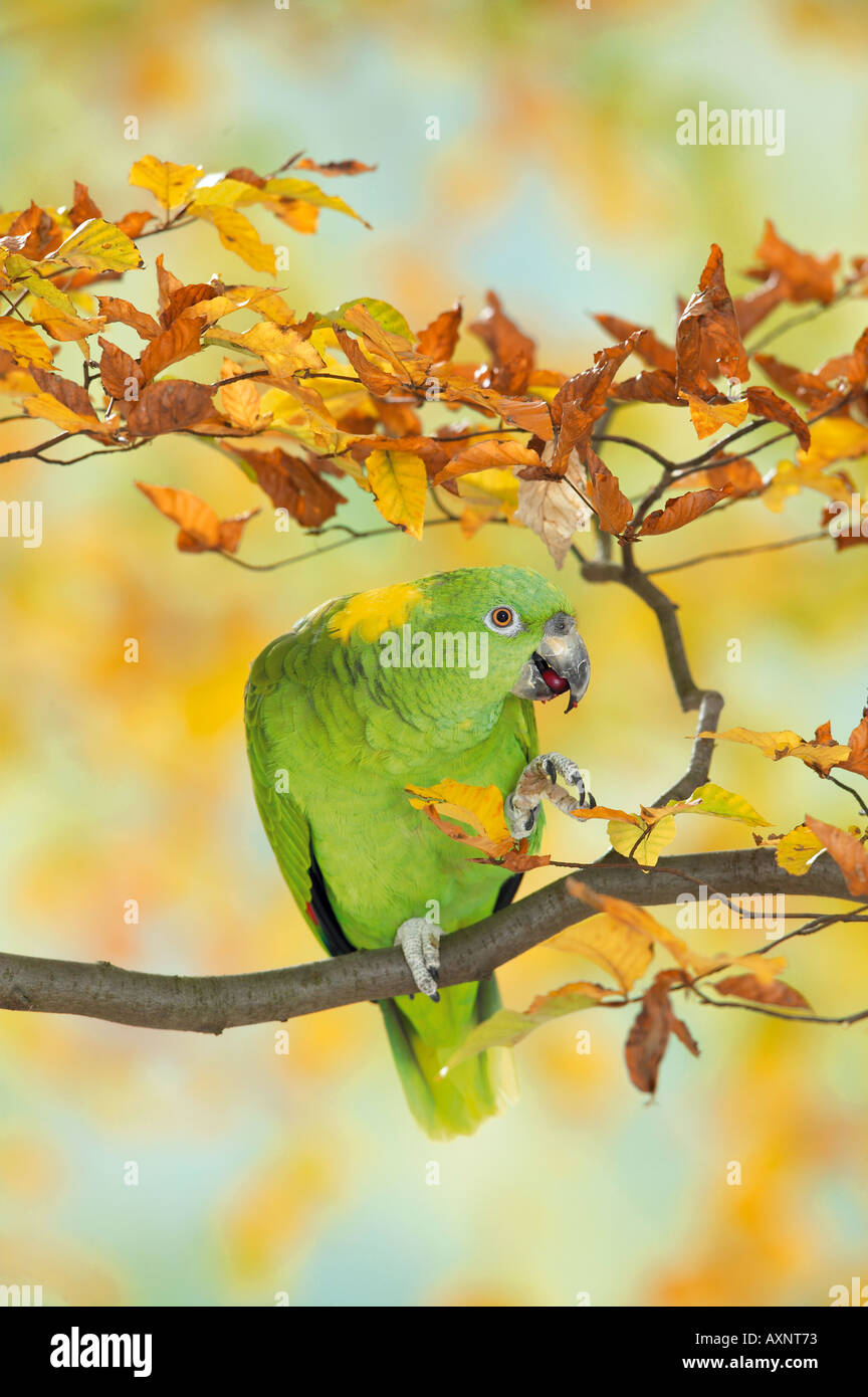 Yellownaped Amazon Parrot on branch / Amazona auropalliata Stock Photo