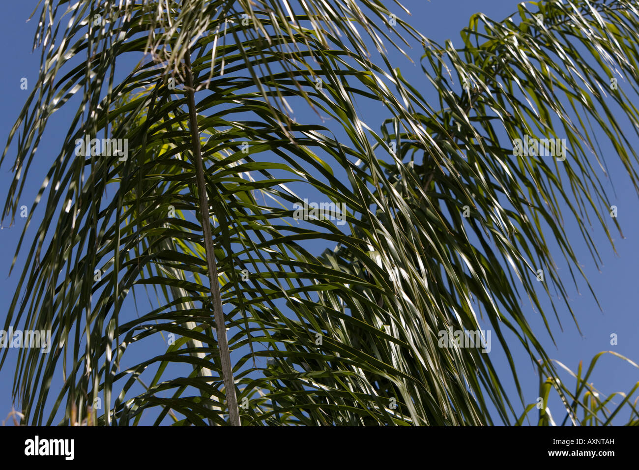 Queen Anne Palm against blue sky Stock Photo Alamy