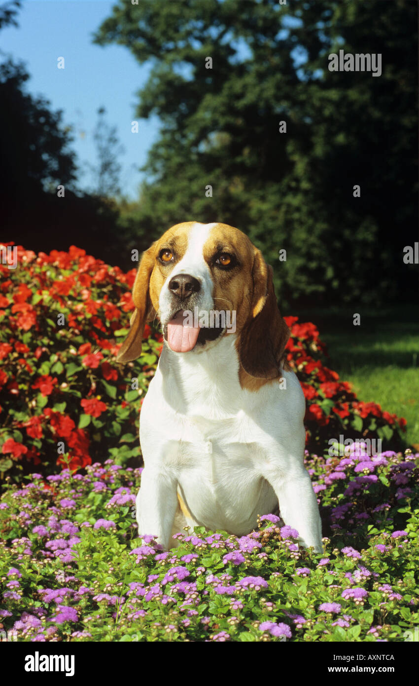 Bed flowers flower bed hi-res stock photography and images - Alamy