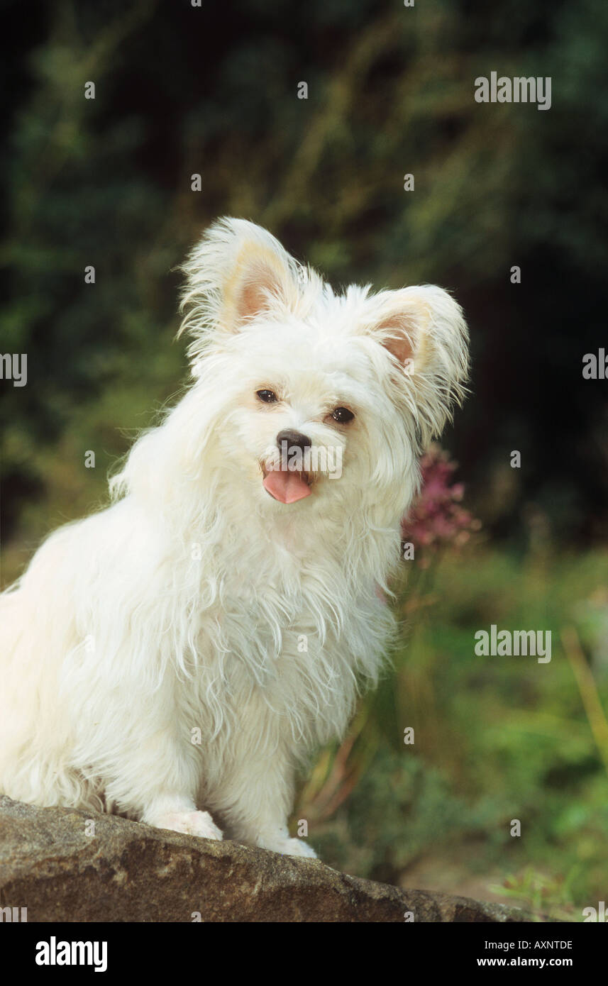 hybrid dog maltese chihuahua on Stock Photo - Alamy