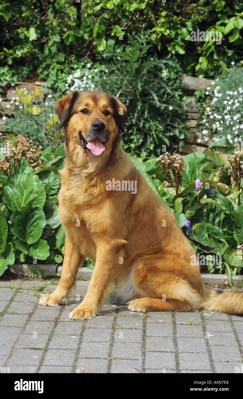 Rottweiler Golden Retriever Mix