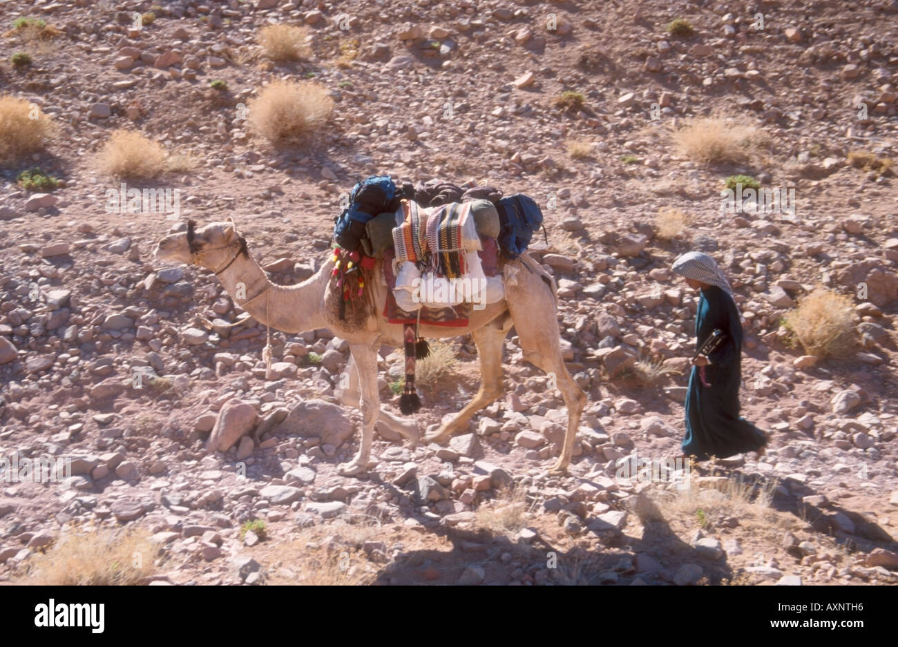 Camel boy Mohammed in Wadi Gibal, High Mountains of Southern Sinai, Egypt Stock Photo