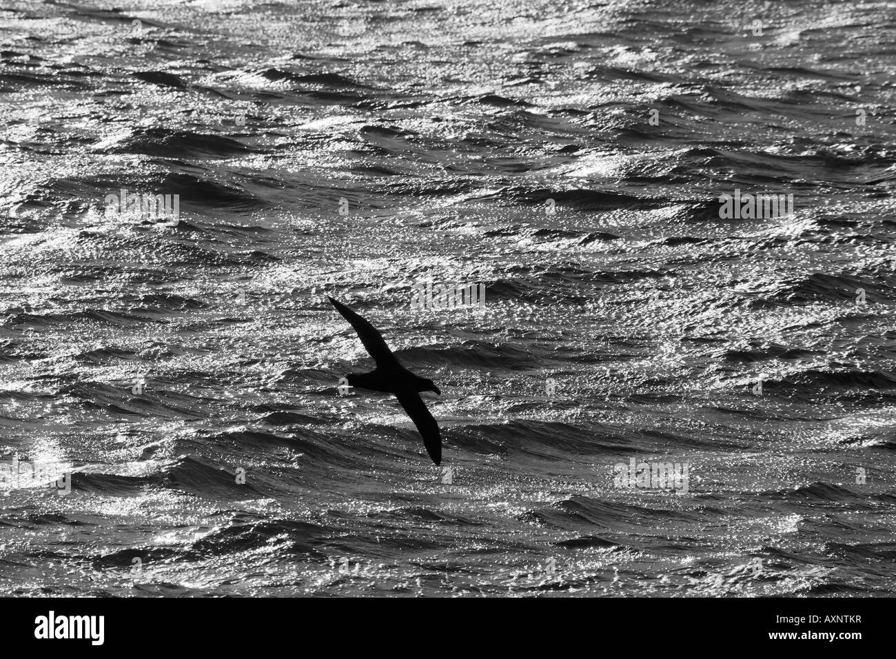 An adult Southern giant petrel flying low across the waves Stock Photo