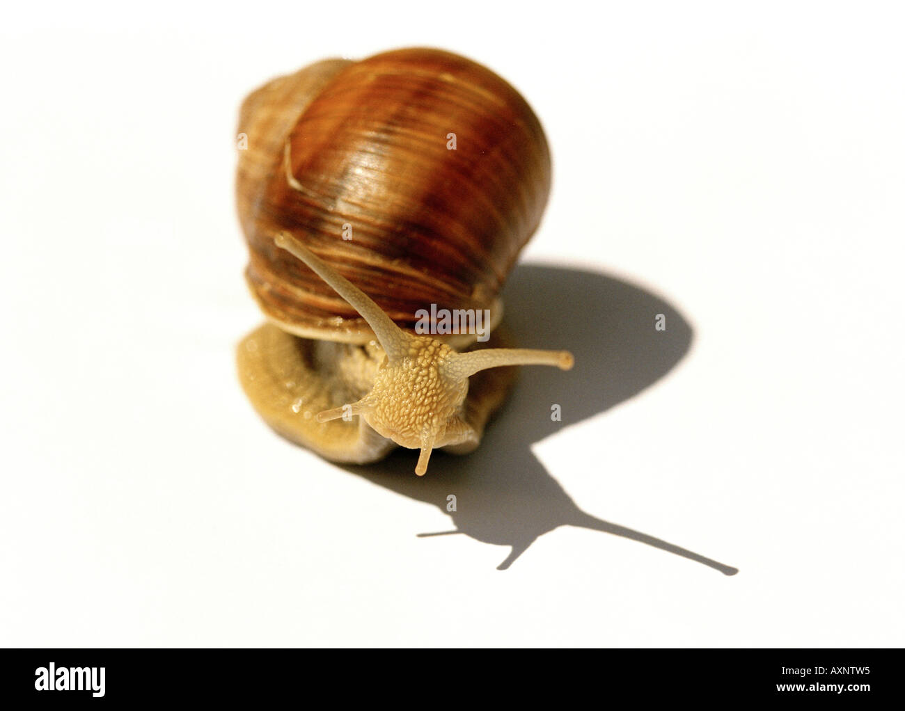 snail on tour Stock Photo