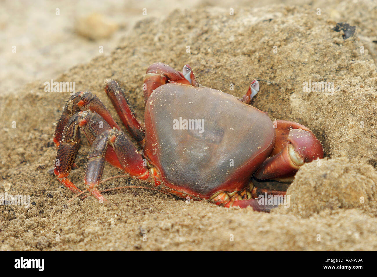 red claw crab Sesarma bidens Stock Photo