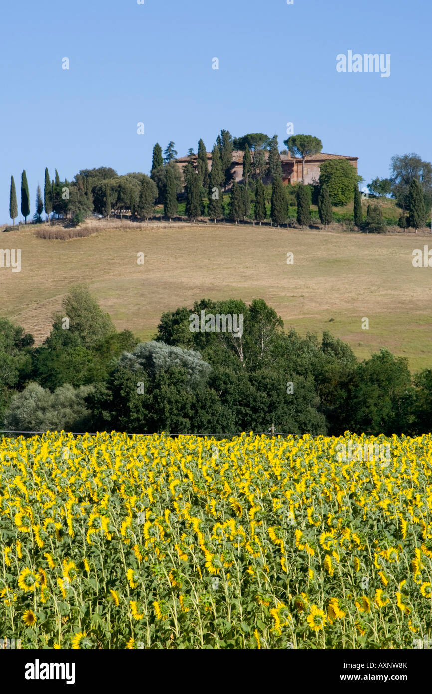 Sunflow field and house Tuscany Italy Stock Photo - Alamy