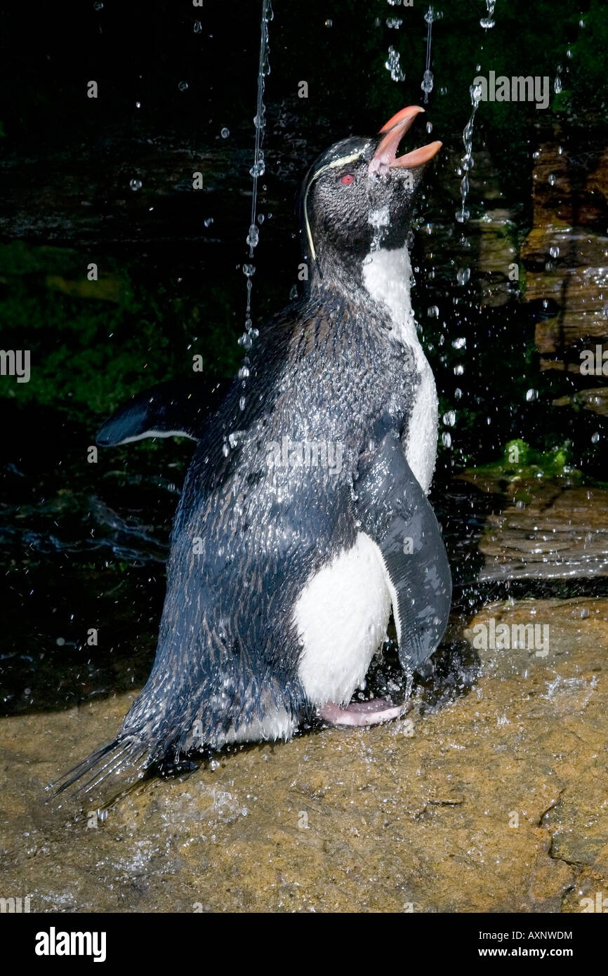 An adult Rockhopper Penguin showers and drinks from a fresh water spring after returning from the sea Stock Photo