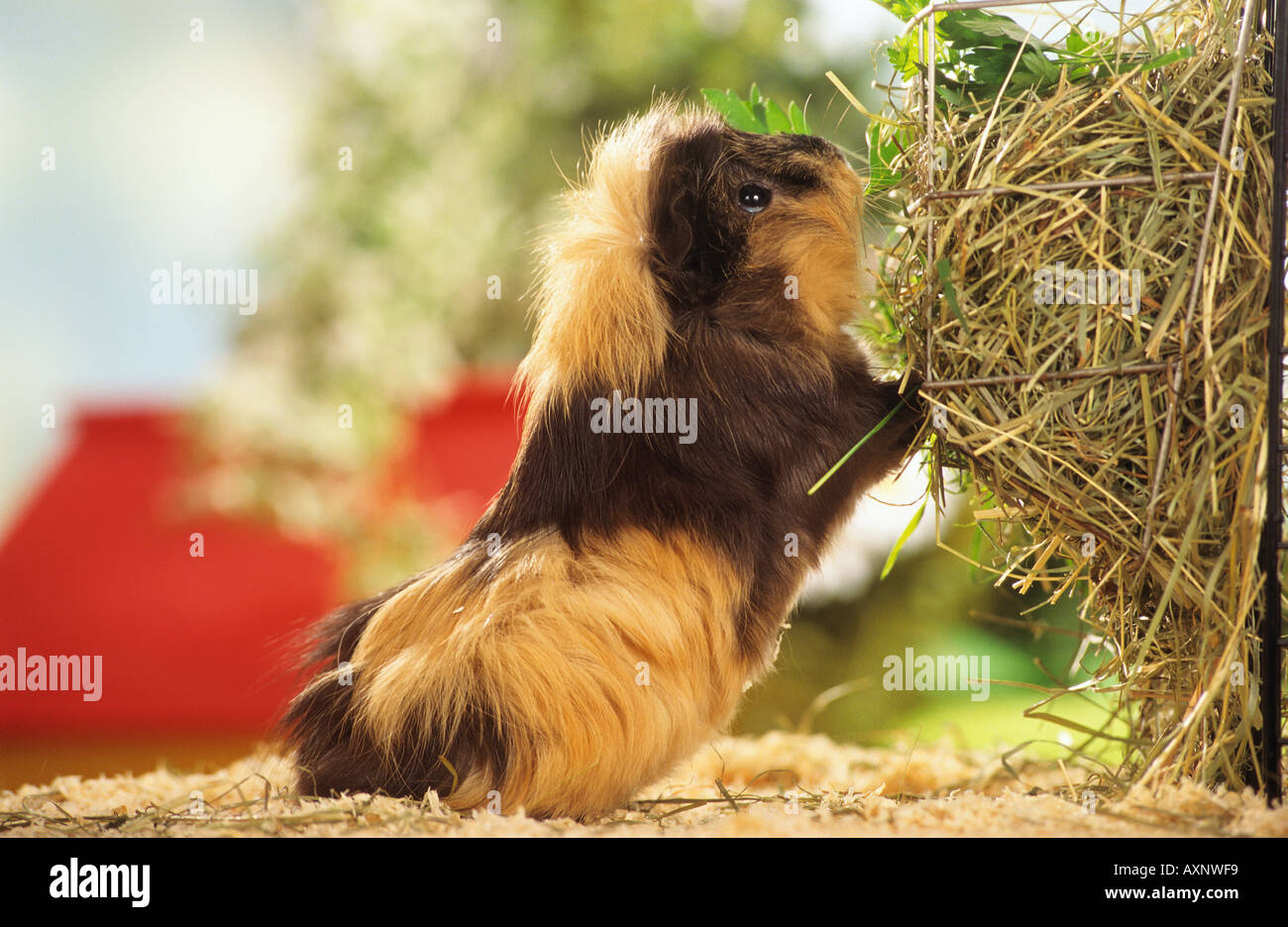 Picture of Guinea pig hay hi-res stock photography and images - Alamy