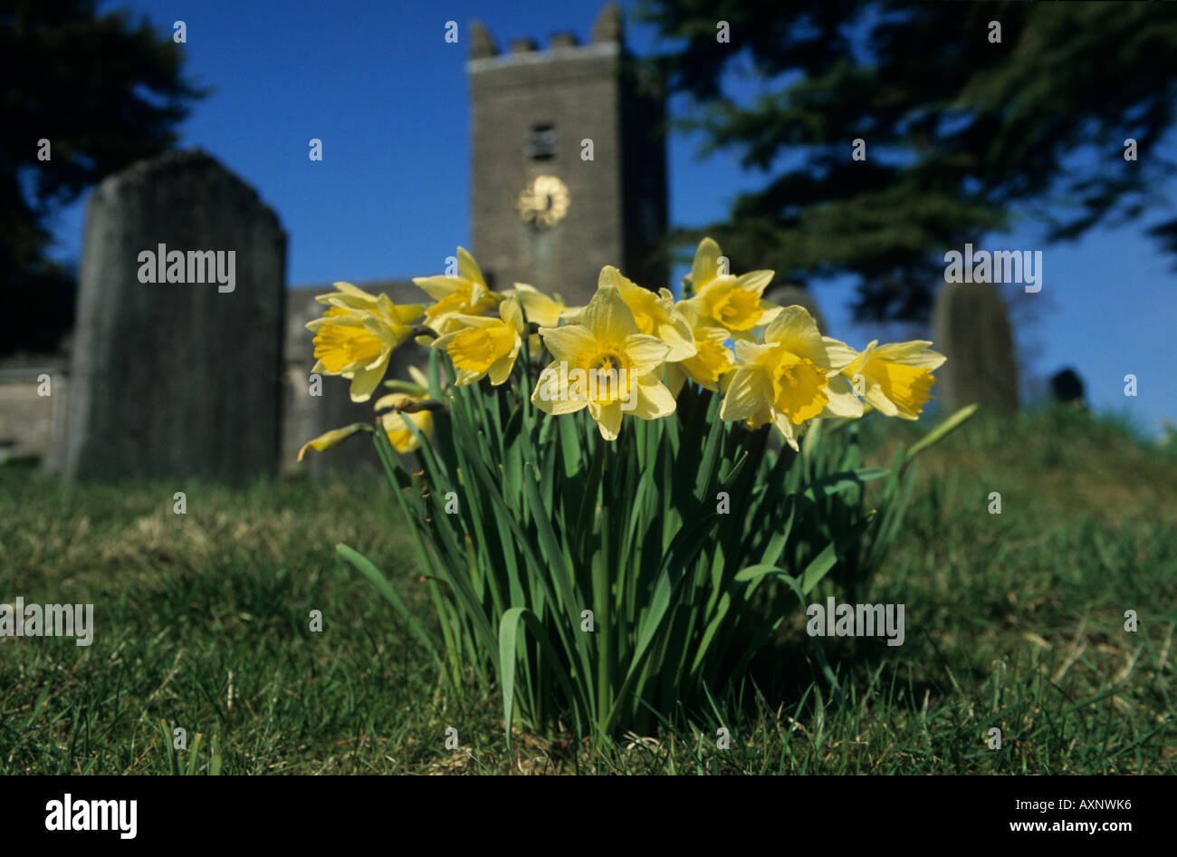 Wild daffodils Narcissus pseudonarcissus Troutbeck church Cumbria UK Stock Photo