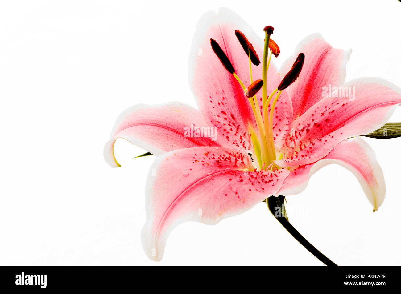single pink lily beauty pretty peace tranquility calm memories sympathy Stock Photo