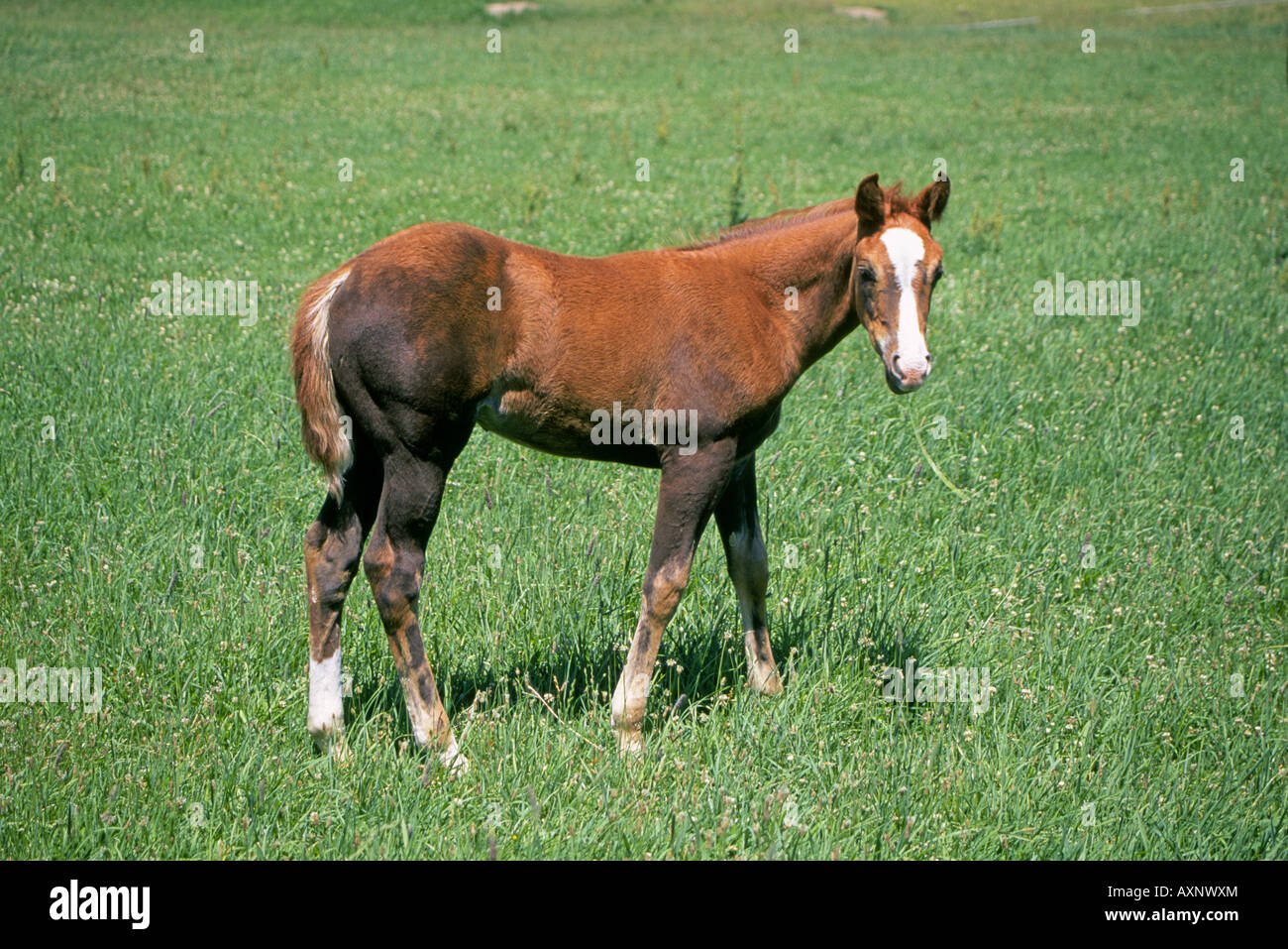 A young bay thoroughbred filly colt on a horse ranch near Redmond