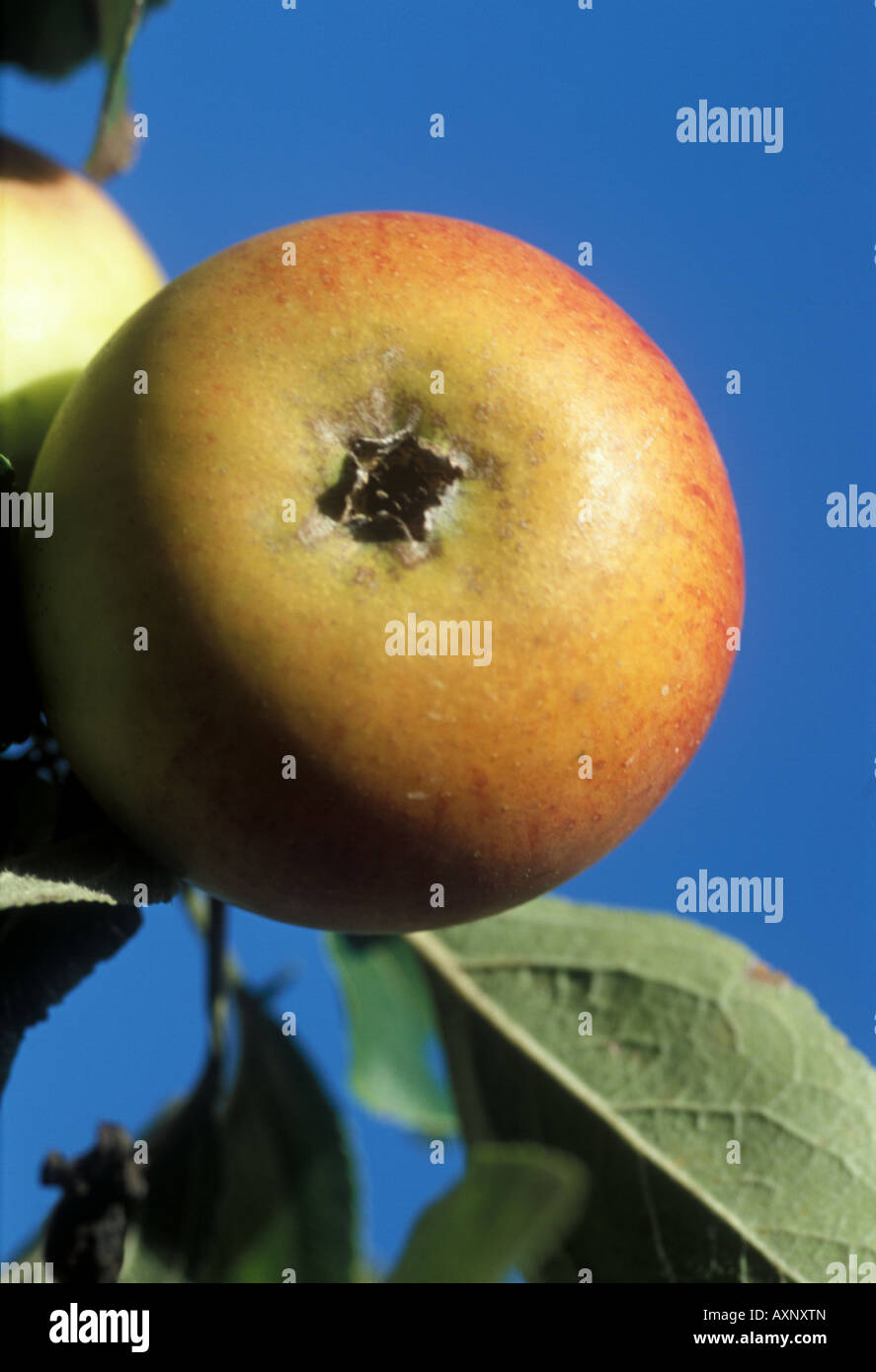 apple growing on a tree Stock Photo
