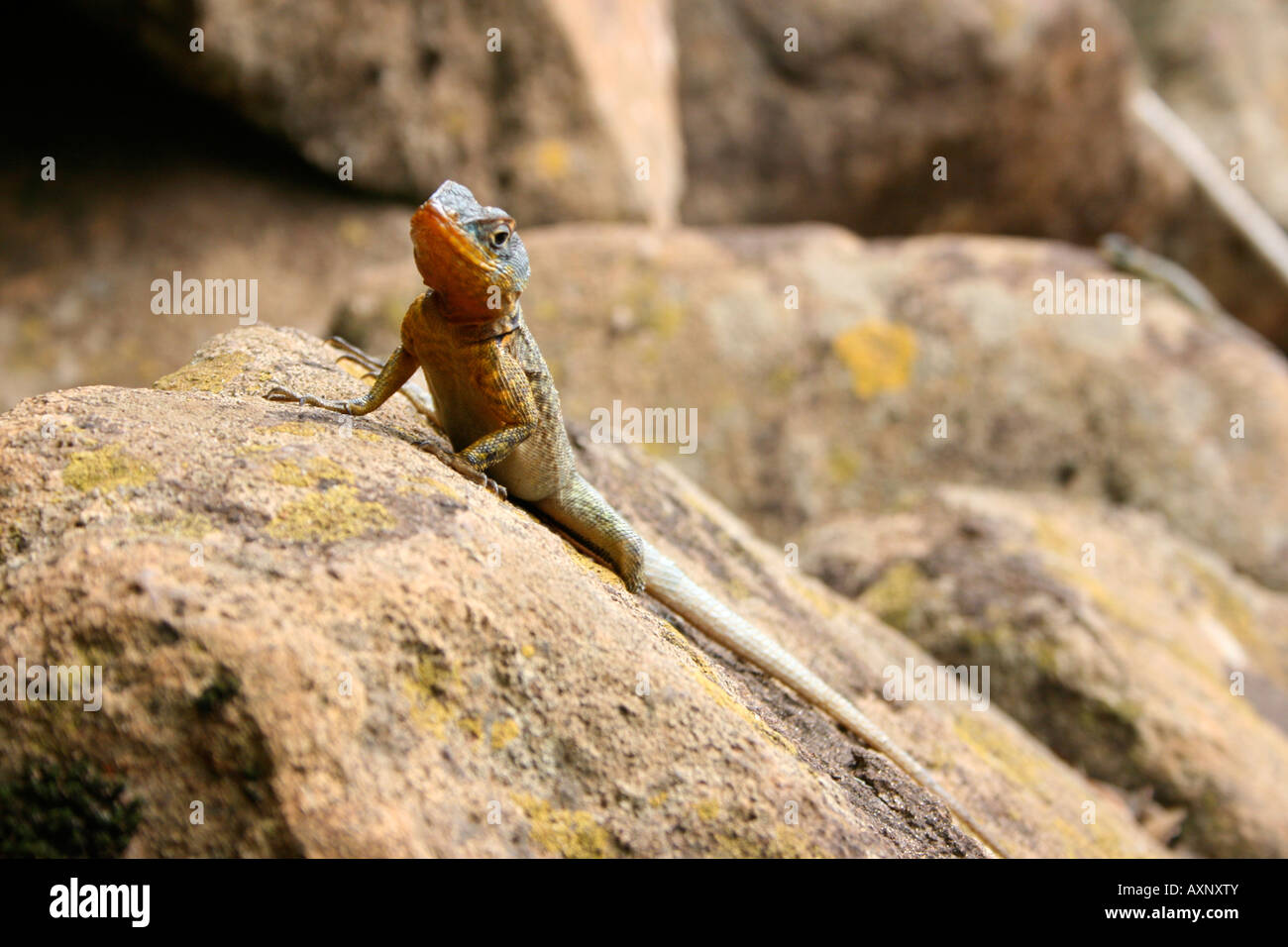 Lizard basking on a rock in the Iguazu Falls National Park in Argentina
