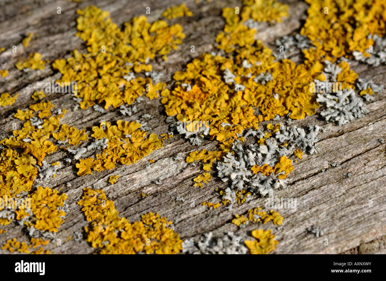 lichens on rotting wood. UK Stock Photo