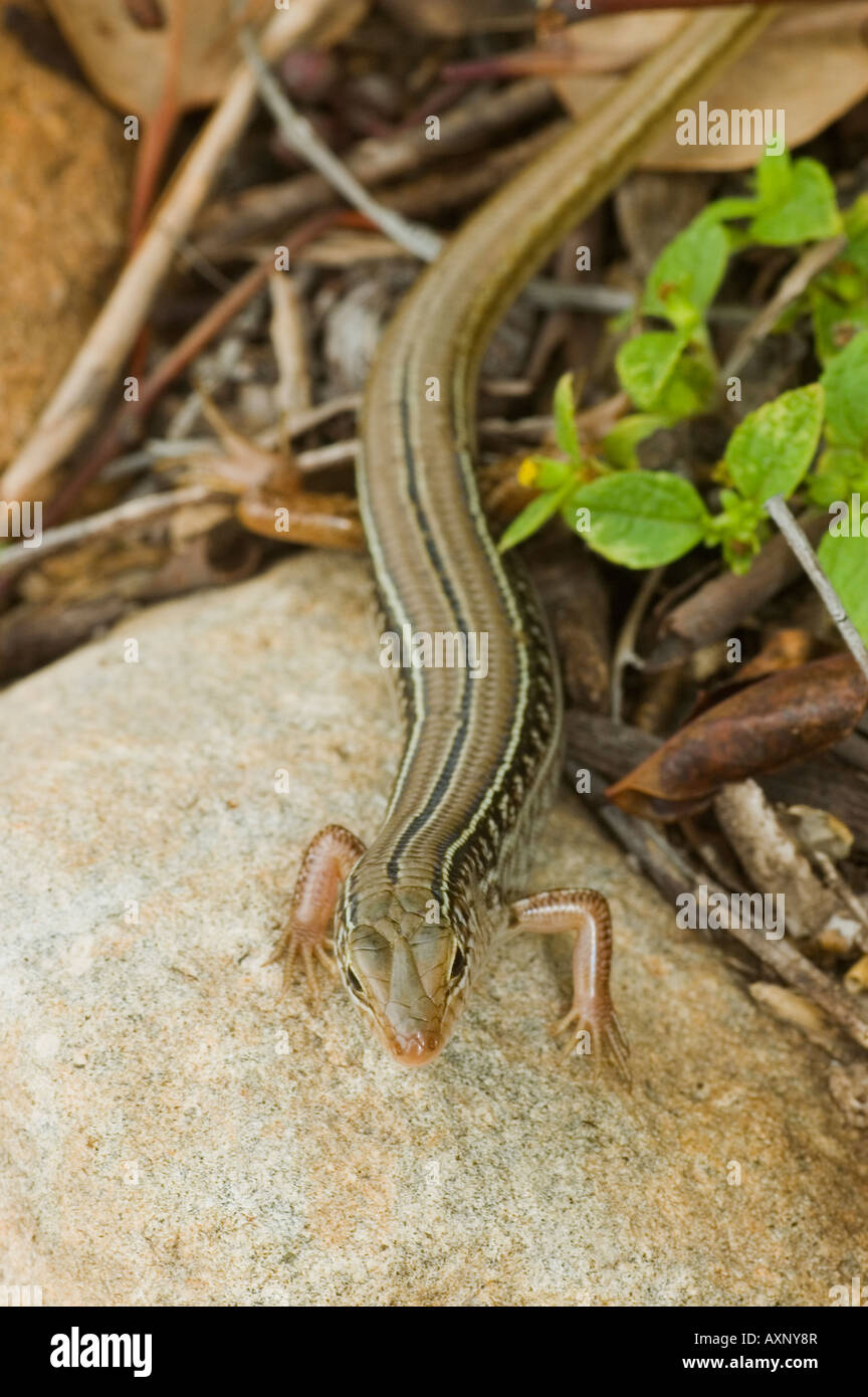 Eulamprus quoyii Eastern water skink Stock Photo