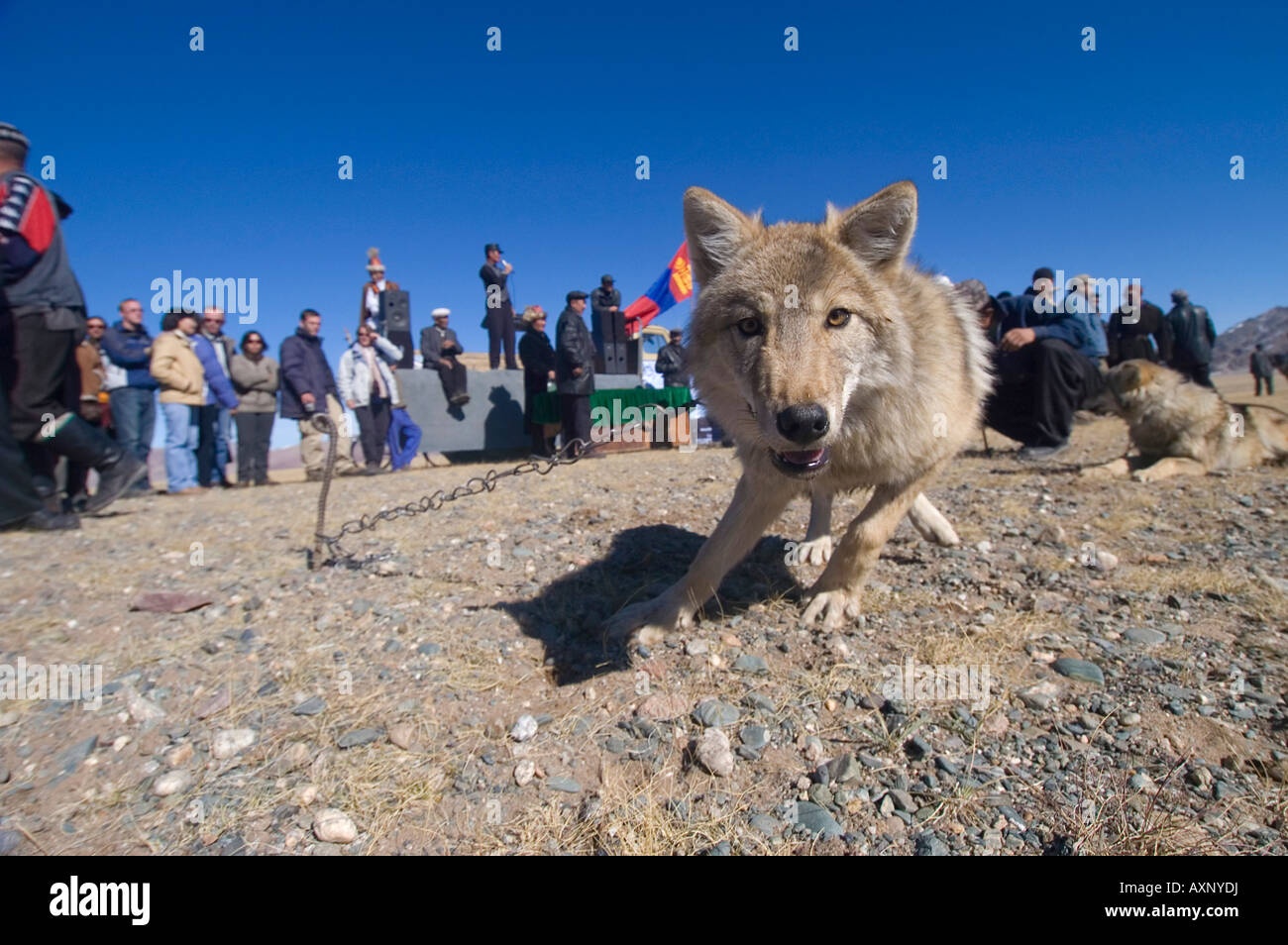 A captive wolf held to demonstrate eagle hunting at the annual eagle hunting festival Stock Photo