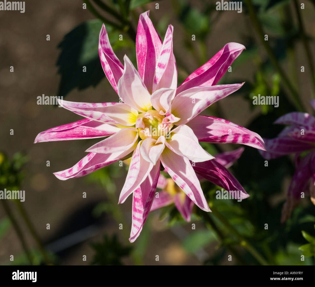 Dahlia Pink Giraffe Stock Photo - Alamy