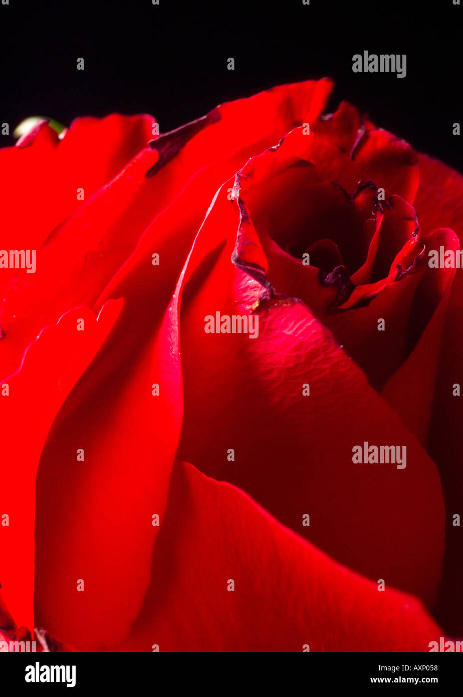 Red rose on black background Stock Photo Alamy