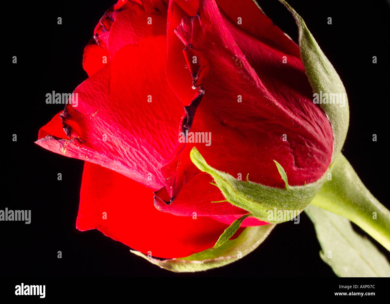 Red rose on black background Stock Photo Alamy