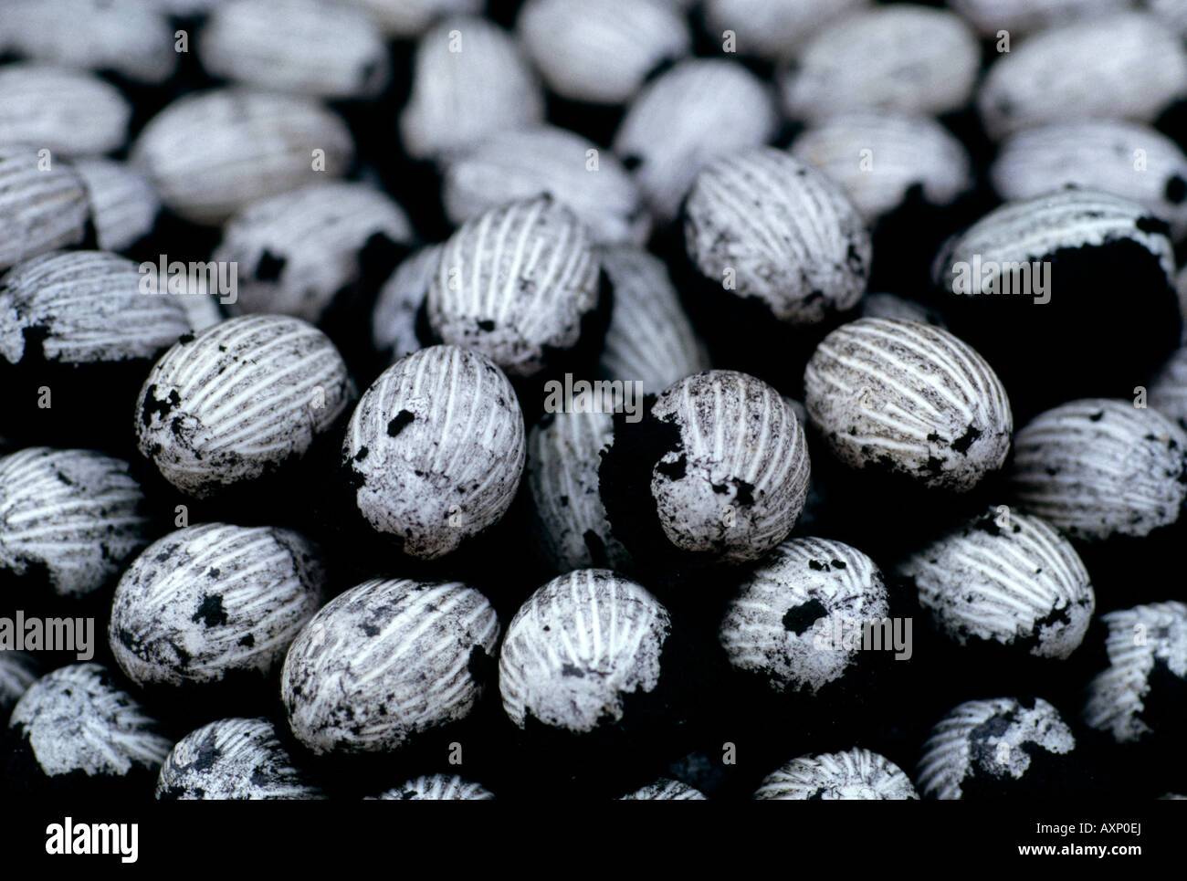 hundredyear old egg, Hong Kong, China Stock Photo Alamy