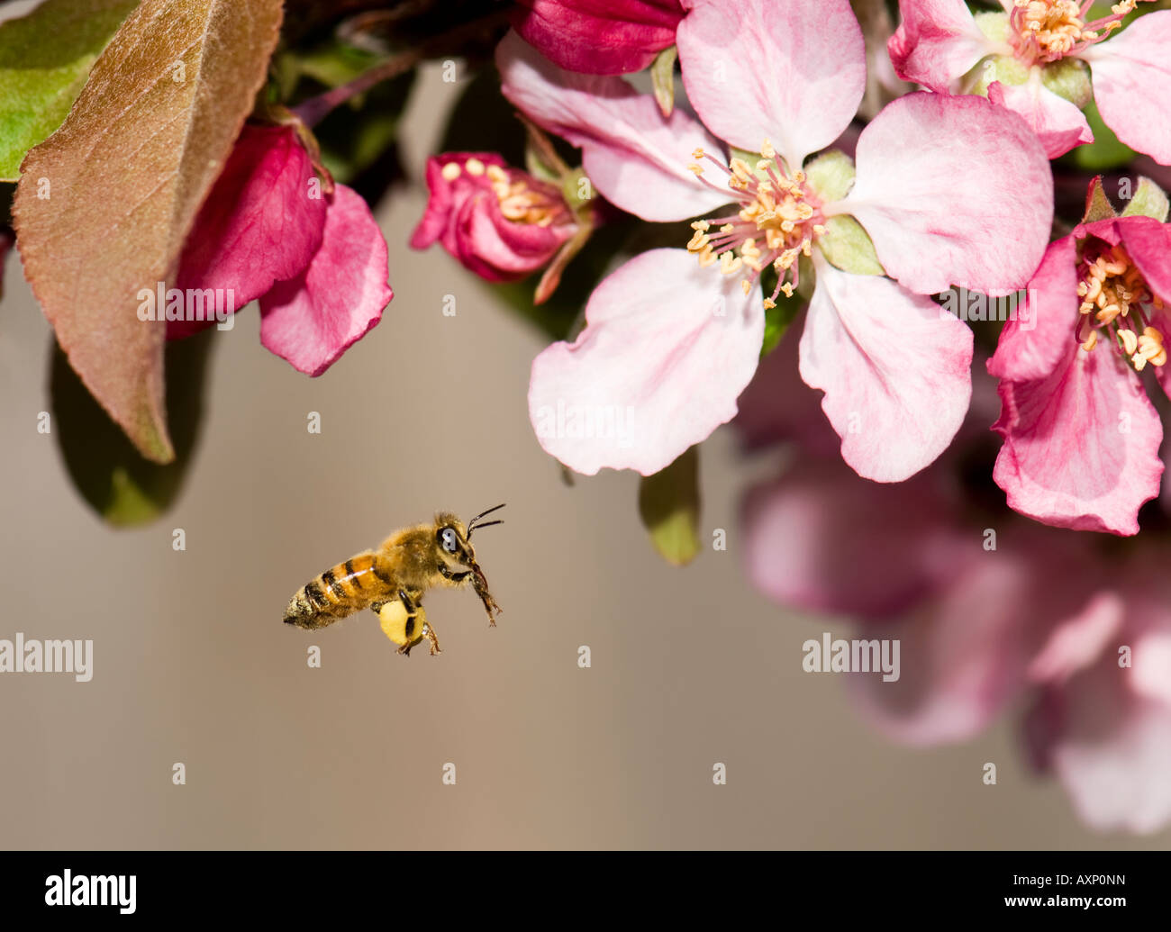 Honey bee with pollen sac hires stock photography and images Alamy