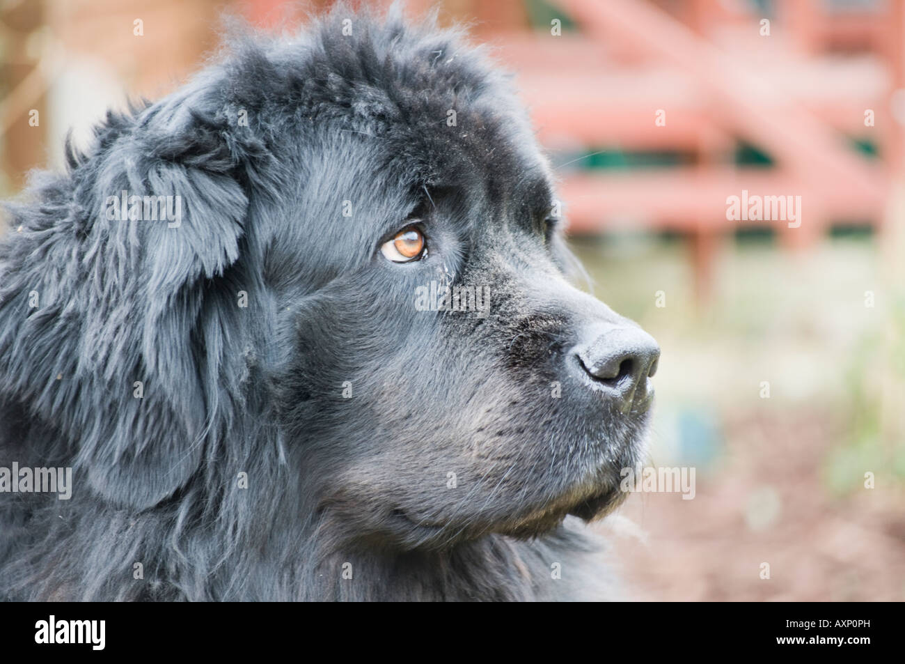 fluffy big black dog