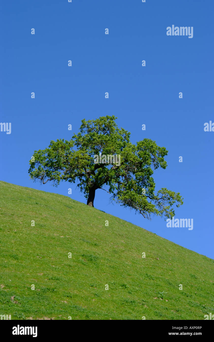 Lone tree on a hill Stock Photo Alamy