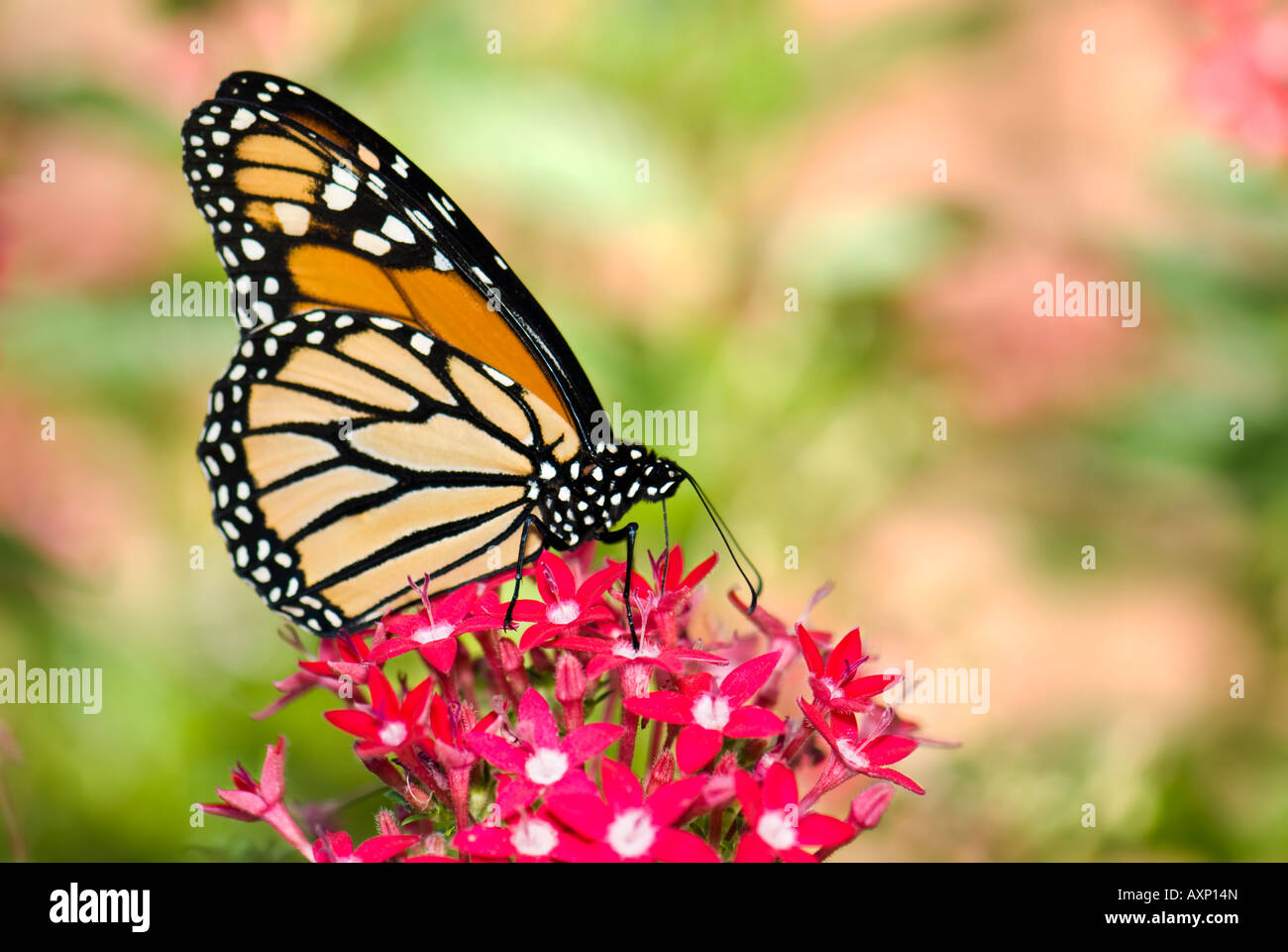 Monarch butterfly, Danaus plexippus feeding on Pentas lanceolata flowers in Oklahoma, USA Stock Photo