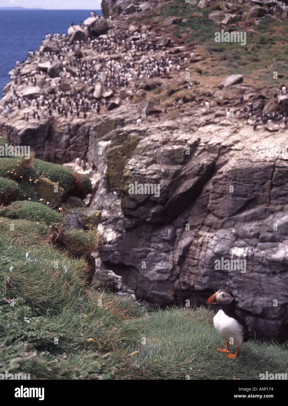 UK Scotland Strathclyde Argyll The Treshnish Islands Wildbirds Puffins Stock Photo