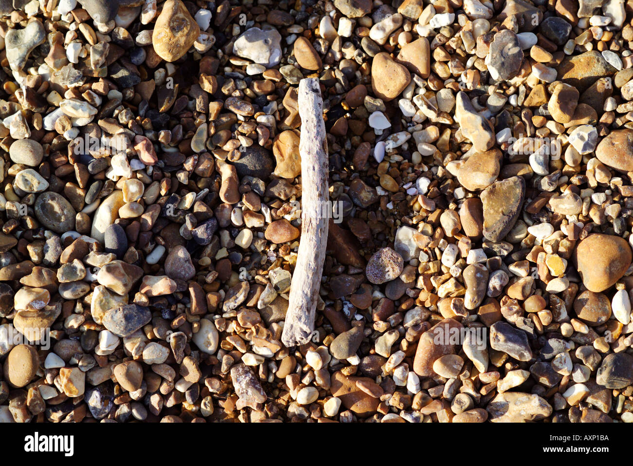 Close up of a single driftwood stick on a pebble beach Stock Photo