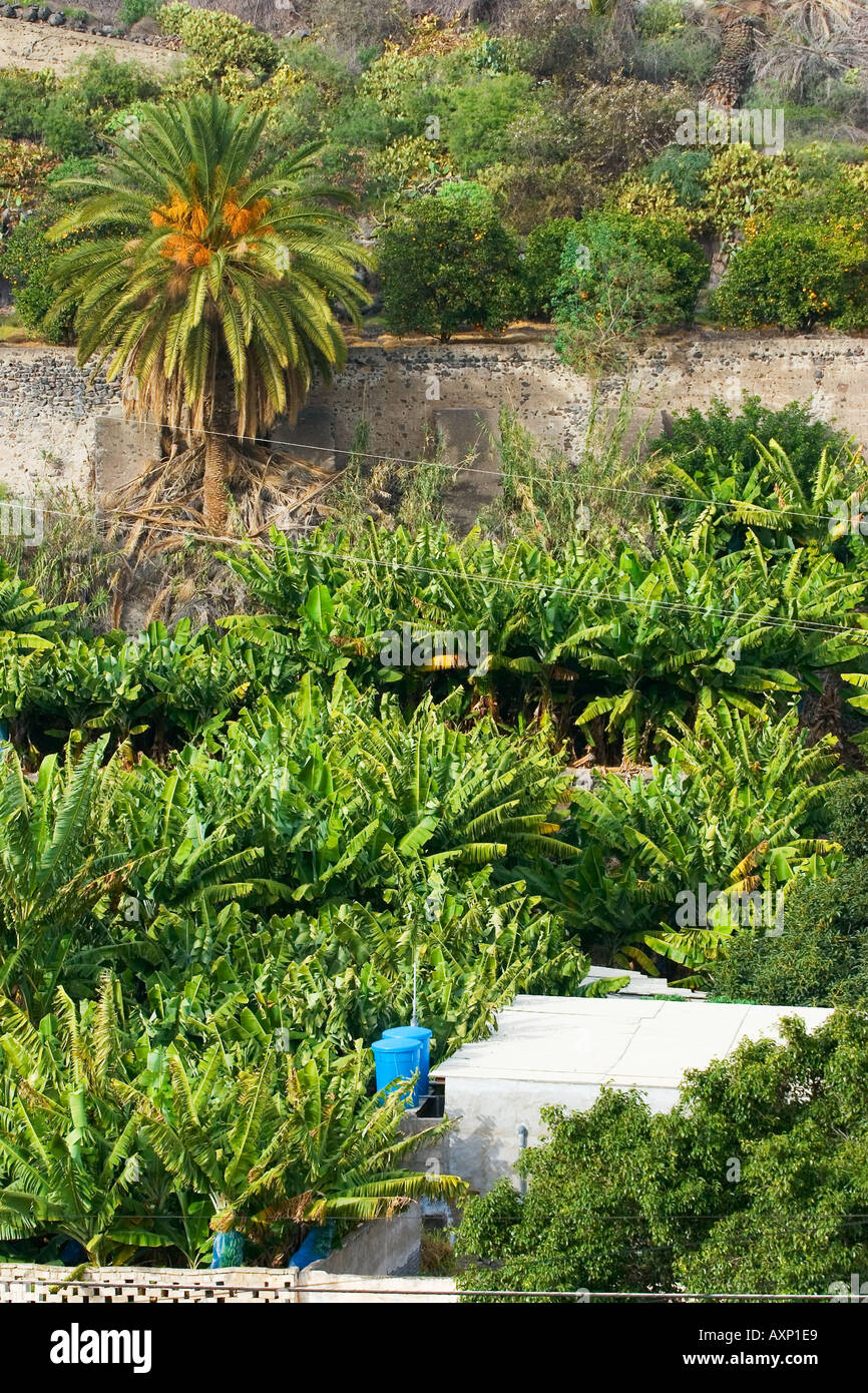 Spanish Banana plantation Canary Islands Spain Stock Photo Alamy