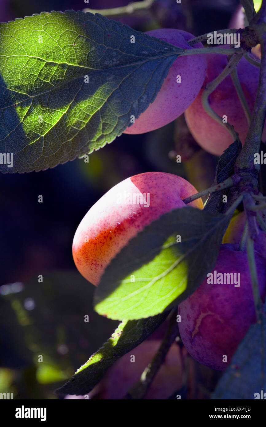 Victoria plums ripening hires stock photography and images Alamy