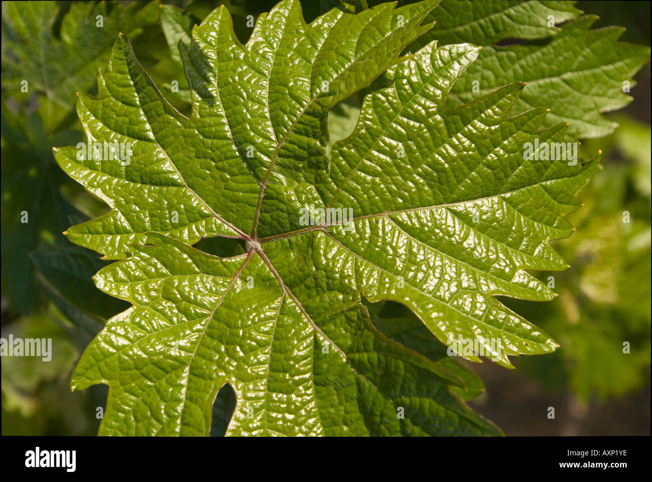 Tho0136 hires stock photography and images Alamy