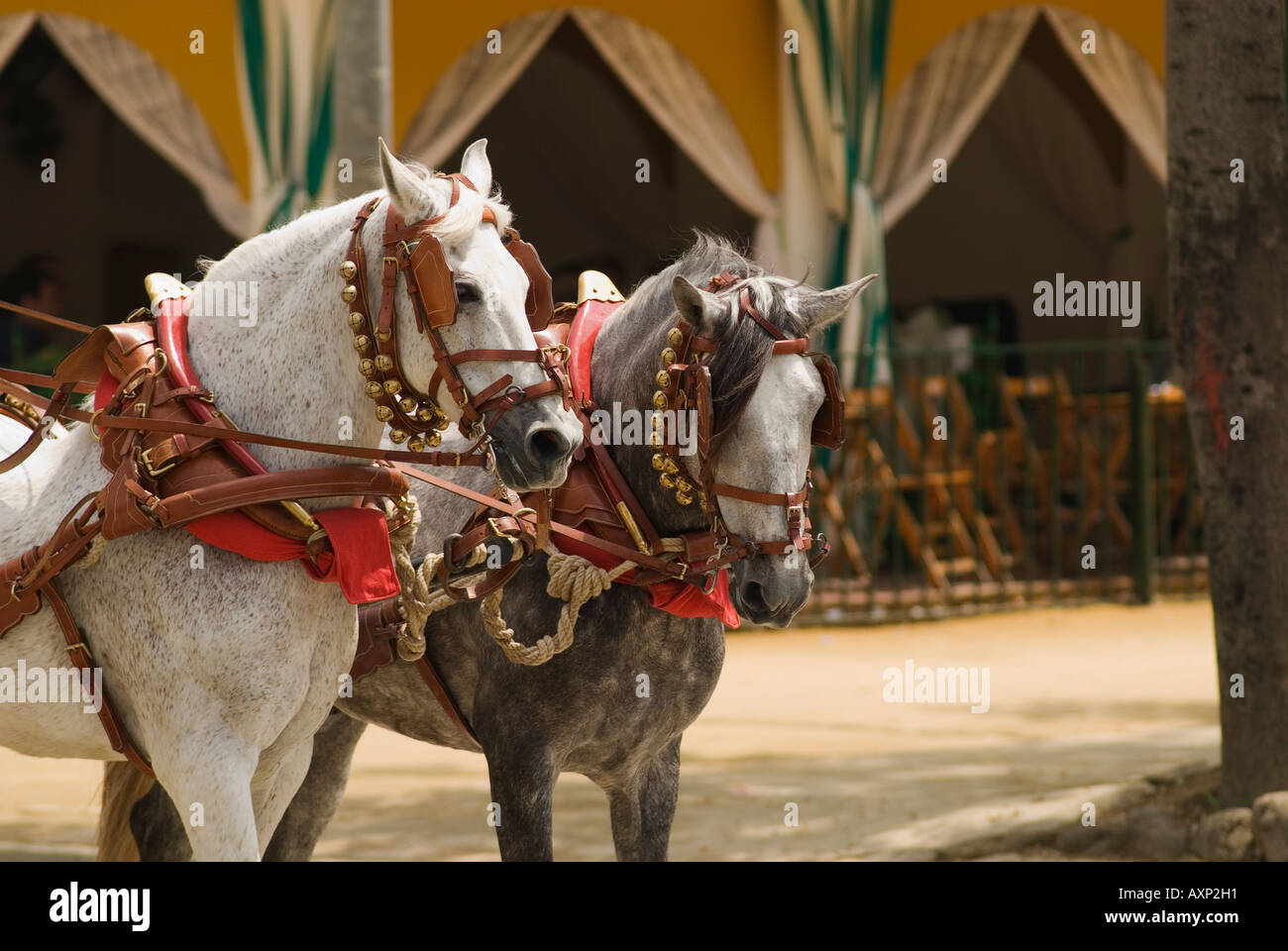 Horse harness decorative hires stock photography and images Alamy