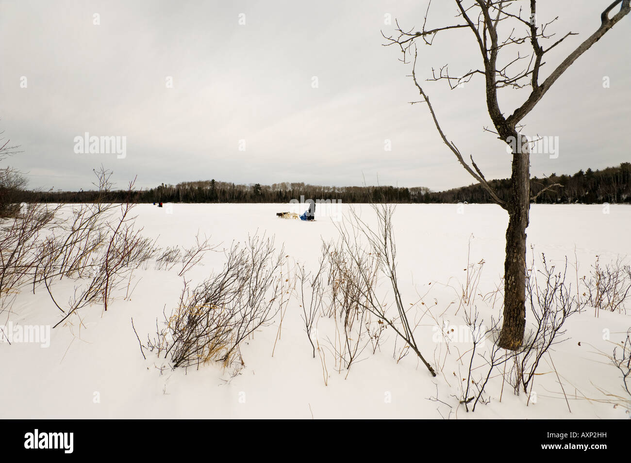 MUSHER AND DOG TEAM MUSHING ACROSS LAKE BOUNDARY WATERS CANOE AREA
