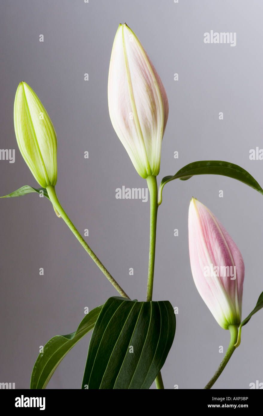 lily buds beauty pretty peace tranquility calm memories sympathy Stock