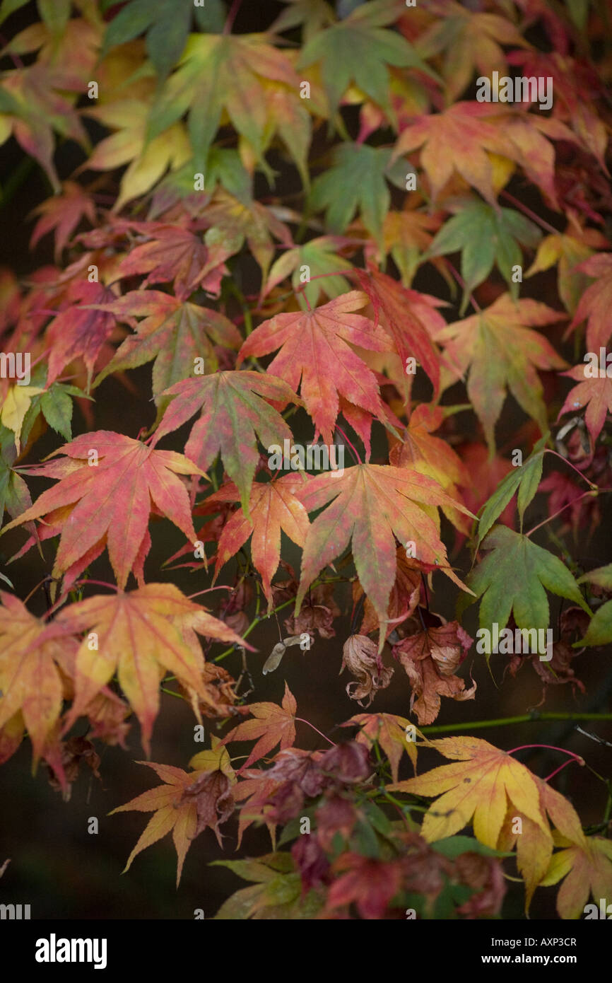 Acer Tree Leaves Brown Orange Green autumn colours winter ...