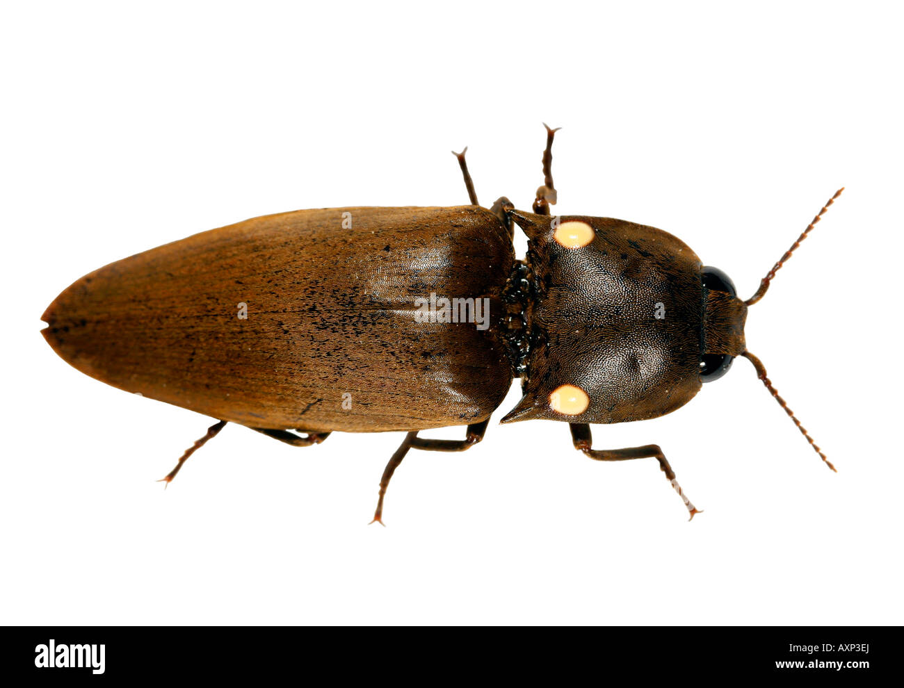 Bioluminescent click beetle (Pyrophorus) from the Amazon with lights off by day Stock Photo