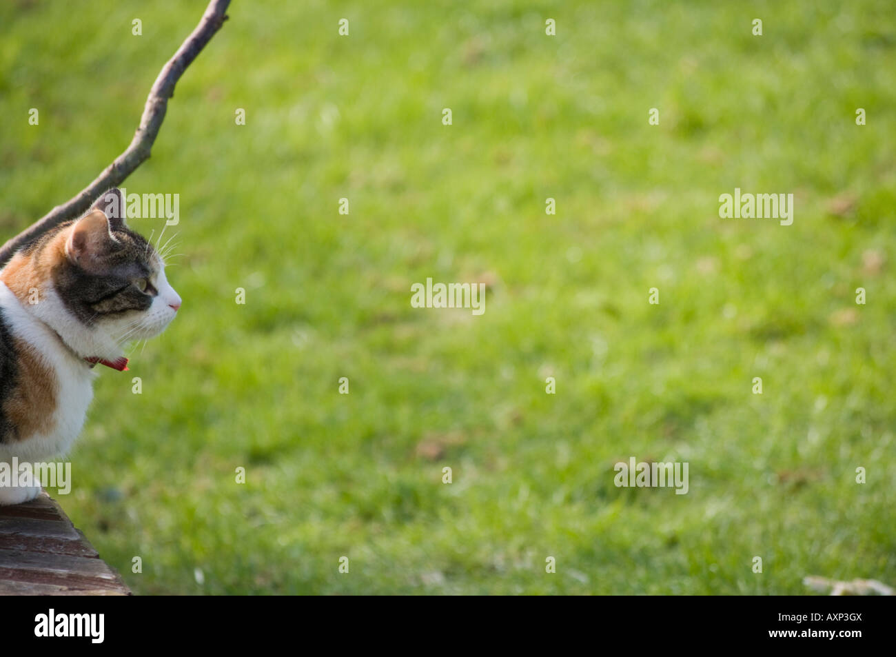 Cat gets ready Stock Photo Alamy