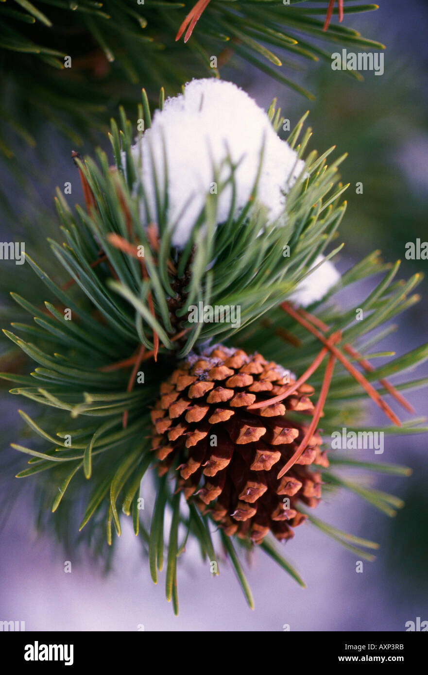 Early snow on pine tree branch with pinecone Stock Photo - Alamy