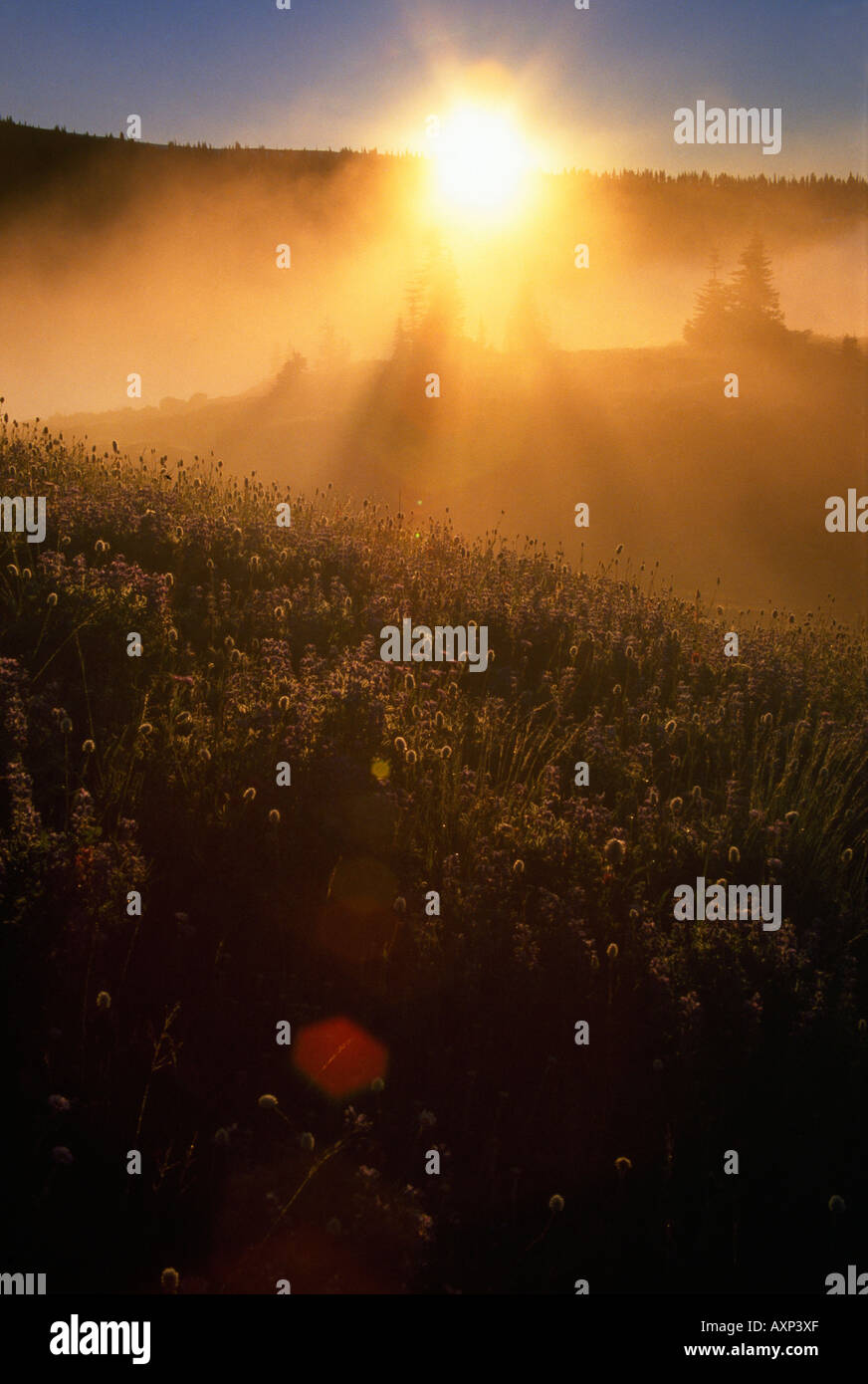 Sun through fog hi-res stock photography and images - Alamy