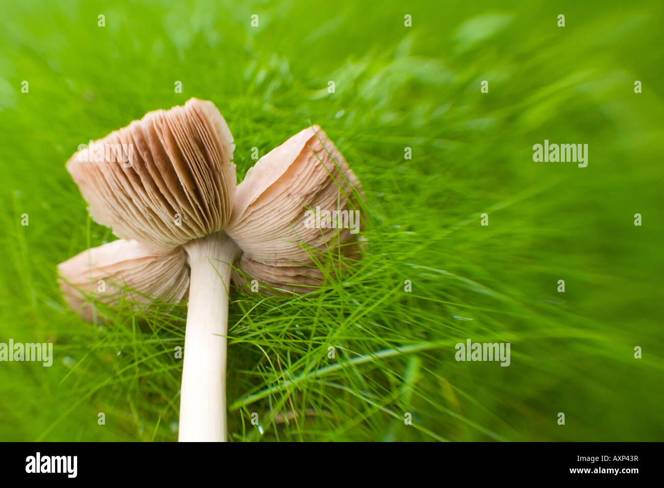 Close up of an expired mushroom laying on the ground United States Stock Photo Alamy