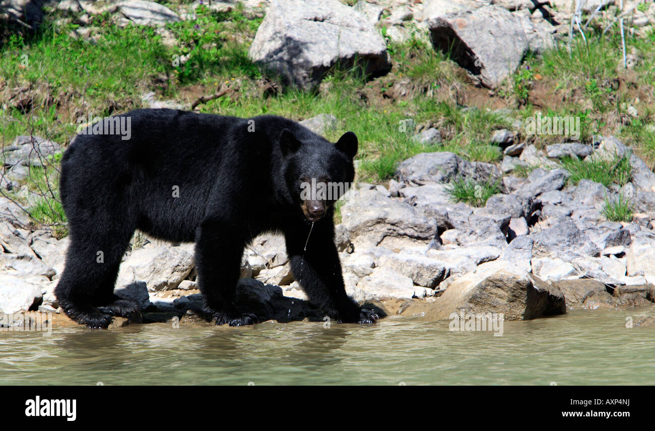 A male Black bear Ursus Americanus Stock Photo
